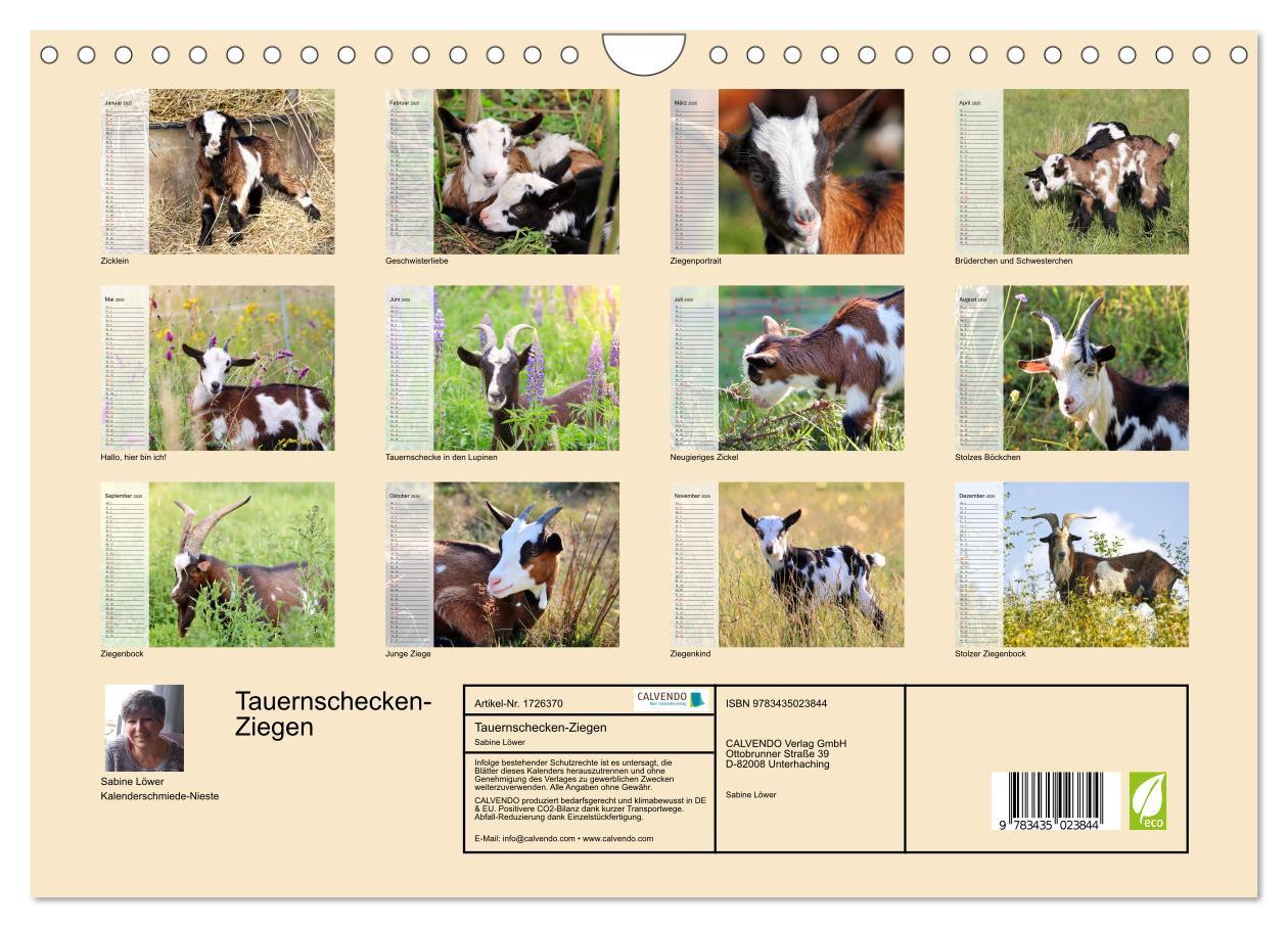 Bild: 9783435023844 | Tauernschecken-Ziegen (Wandkalender 2025 DIN A4 quer), CALVENDO...