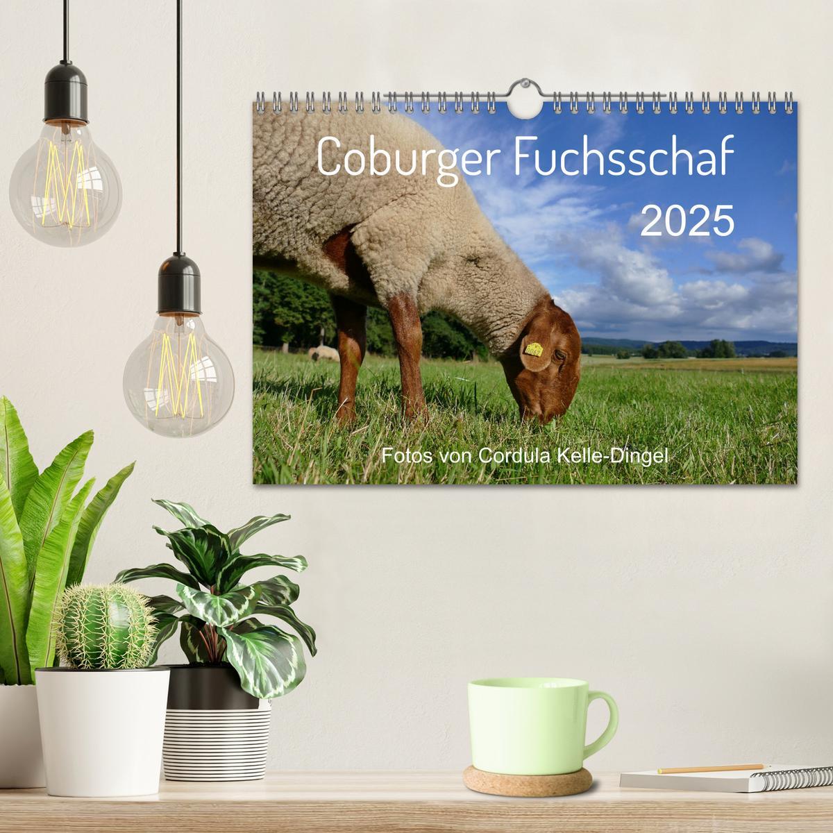 Bild: 9783435173259 | Coburger Fuchsschaf (Wandkalender 2025 DIN A4 quer), CALVENDO...