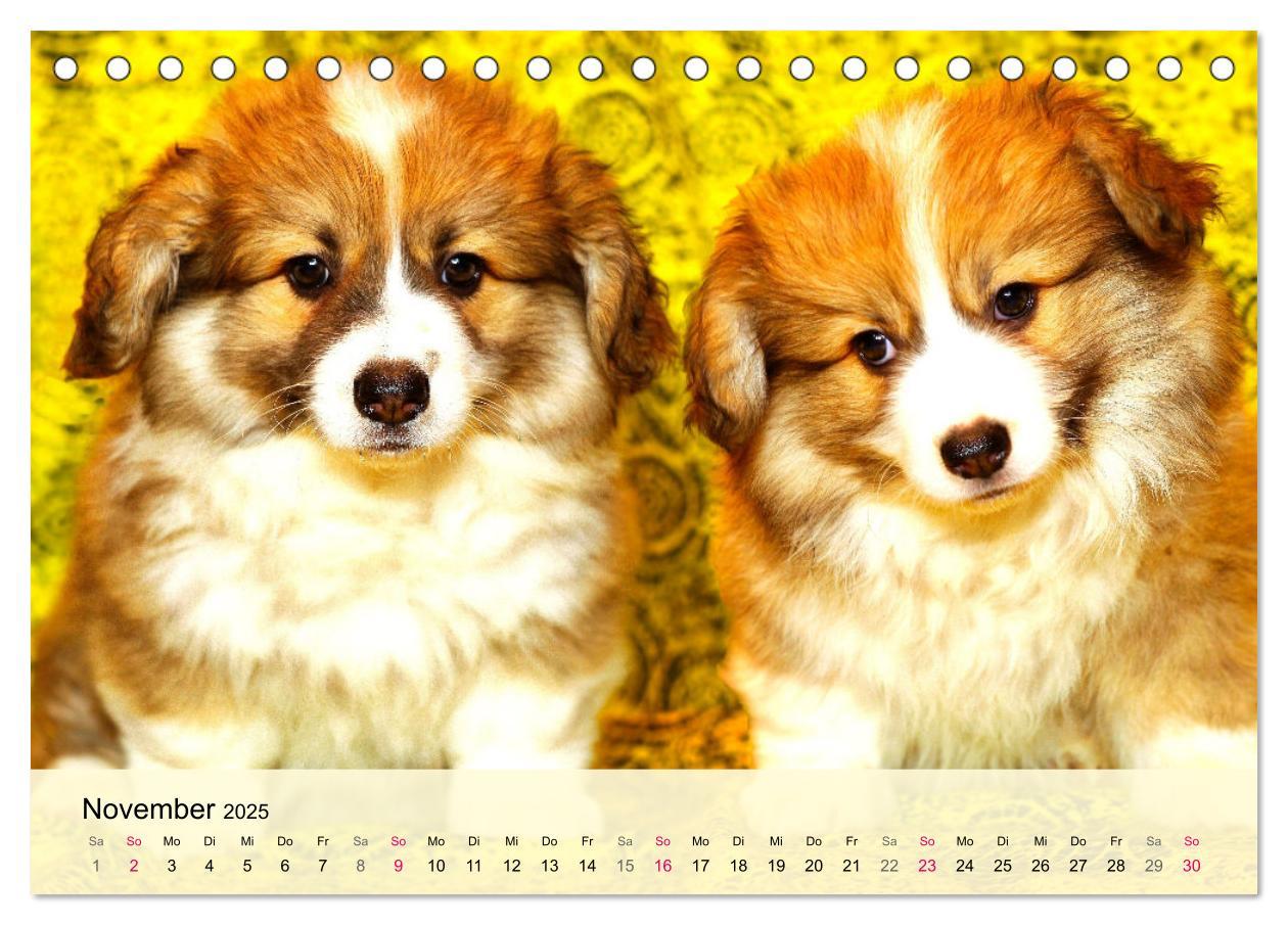 Bild: 9783435019502 | Welsh Corgi. Zauberhafter Dickkopf auf kurzen Beinen (Tischkalender...