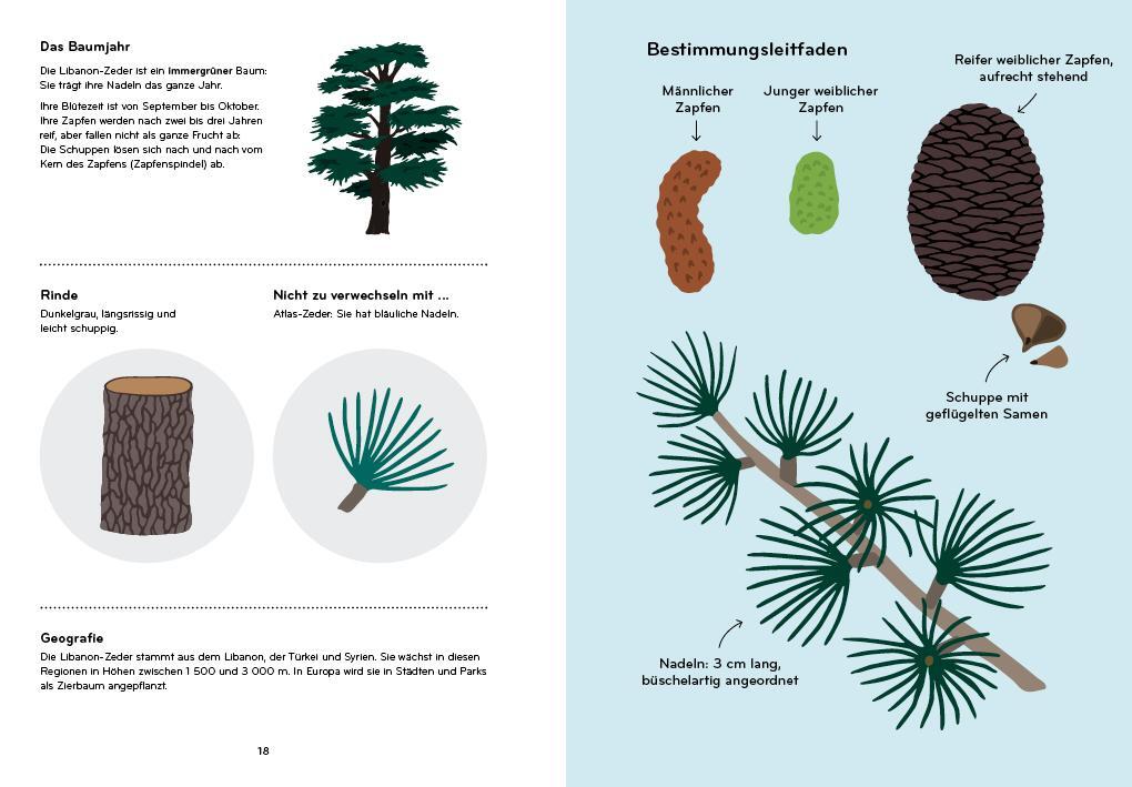 Bild: 9783907293317 | Arborama | Entdecke und beobachte die fabelhafte Welt der Bäume | Buch