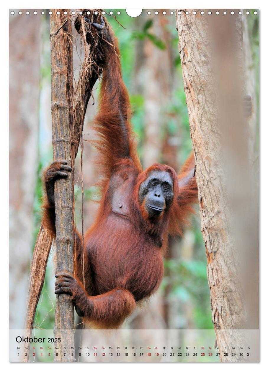 Bild: 9783435965205 | Orang Utans aus Borneo (Wandkalender 2025 DIN A3 hoch), CALVENDO...