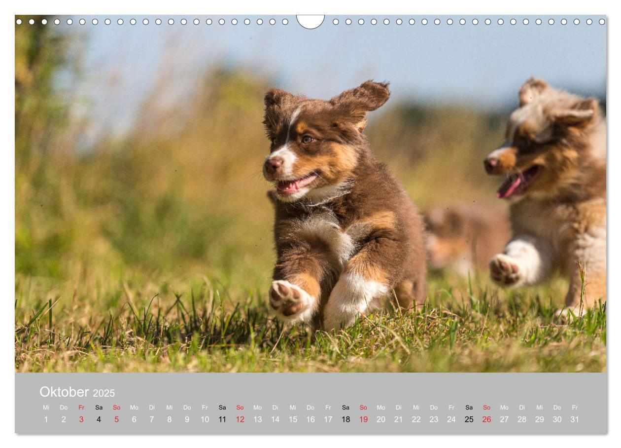 Bild: 9783435672875 | Australian Shepherd 2025 (Wandkalender 2025 DIN A3 quer), CALVENDO...