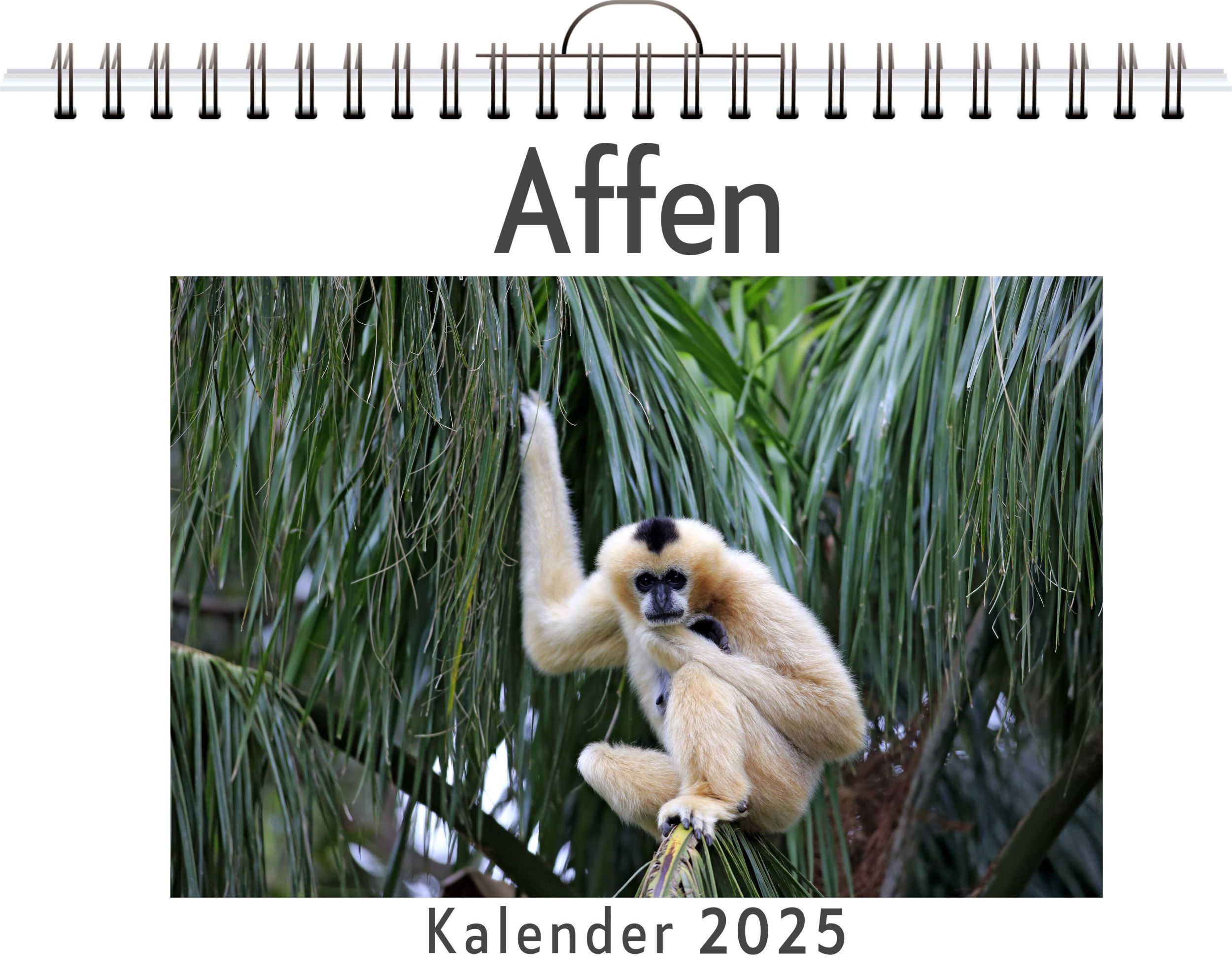 Cover: 9783759123008 | Affen - (Wandkalender 2025, Kalender DIN A4 quer, Monatskalender im...