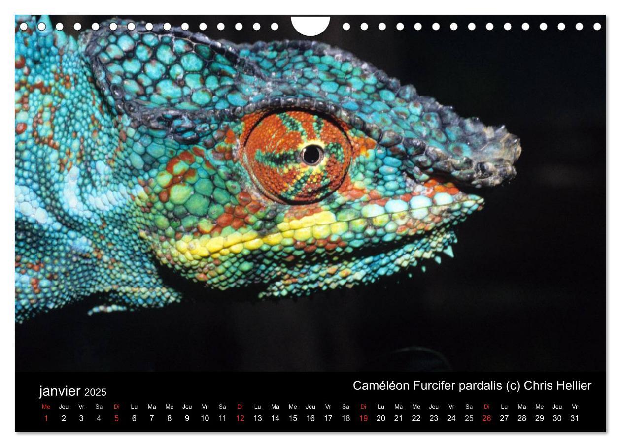 Bild: 9781325954483 | Caméléons - Petits dragons d'Afrique. (Calendrier mural 2025 DIN A4...