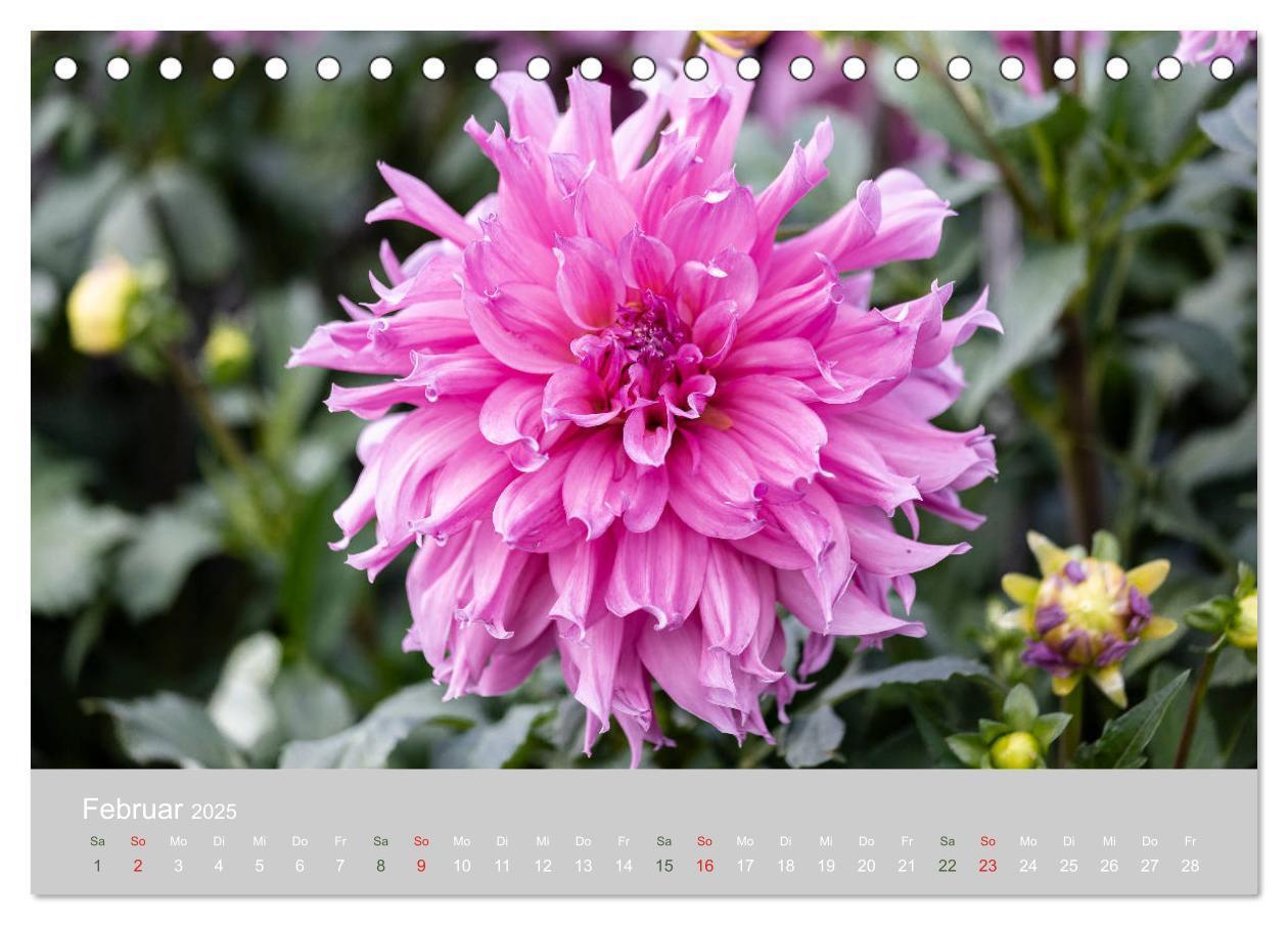 Bild: 9783435298815 | Dahlien - Prachtvolle Blüten des Spätsommers (Tischkalender 2025...