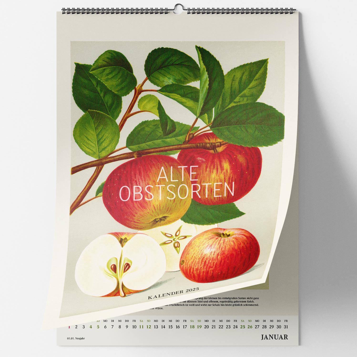 Cover: 9783968491547 | Alte Obstsorten. Wandkalender 2025 | Kalender | 14 S. | Deutsch | 2025