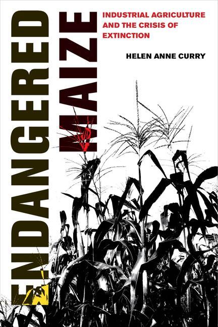 Cover: 9780520307698 | Endangered Maize | Industrial Agriculture and the Crisis of Extinction