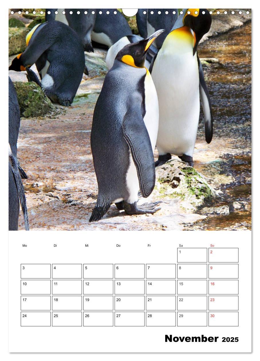 Bild: 9783457035238 | Pinguine. Familienglück im Eis (Wandkalender 2025 DIN A3 hoch),...