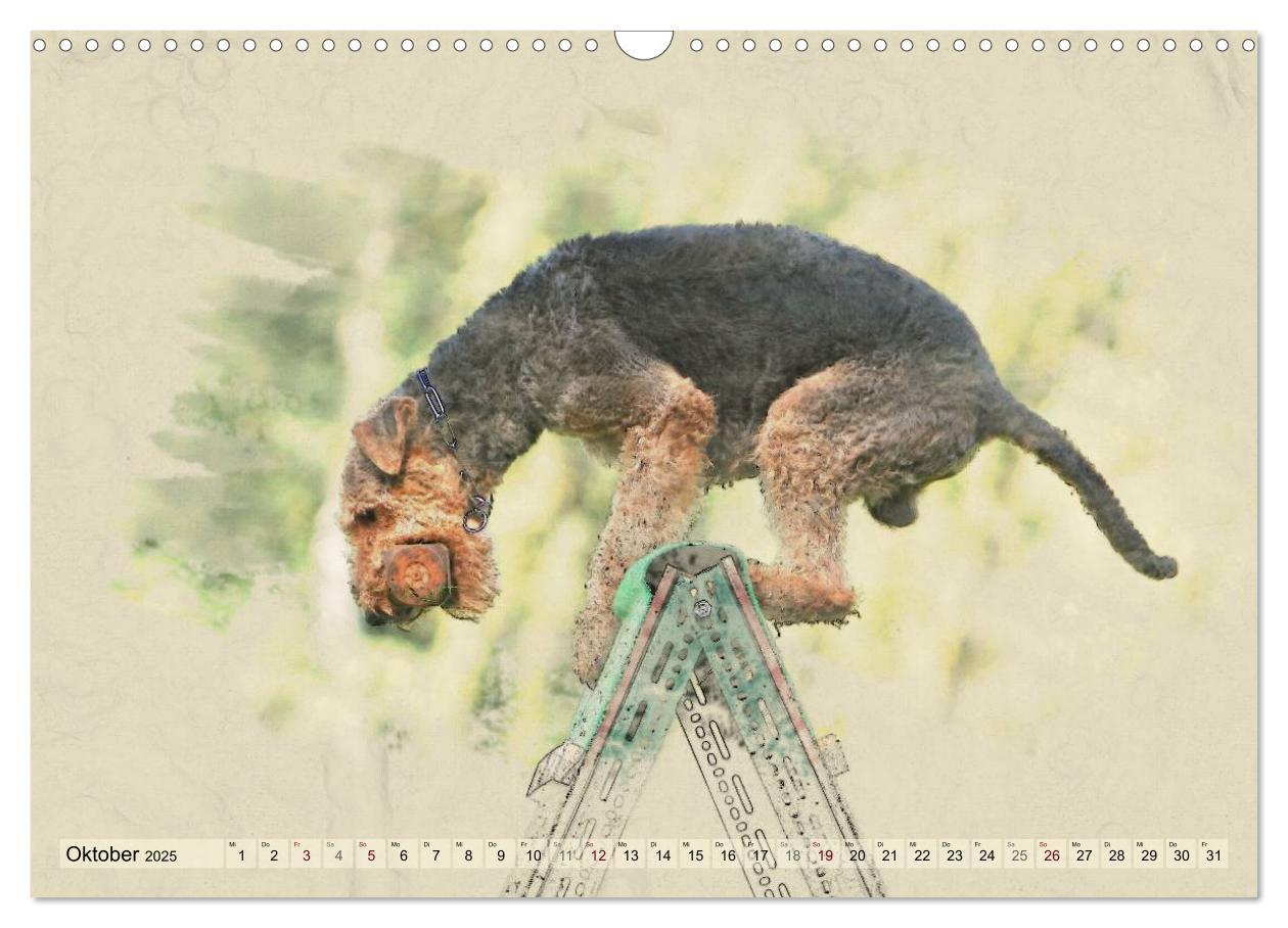 Bild: 9783435627264 | Airedale Terrier 2025 (Wandkalender 2025 DIN A3 quer), CALVENDO...