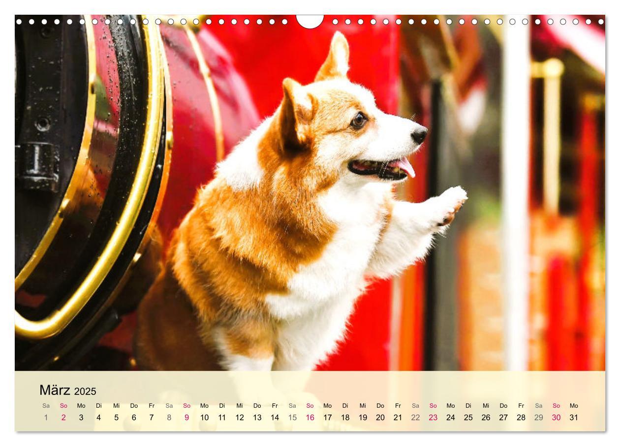 Bild: 9783435019809 | Welsh Corgi. Zauberhafter Dickkopf auf kurzen Beinen (Wandkalender...