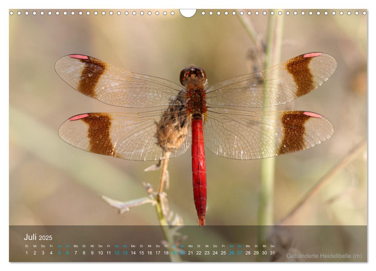 Bild: 9783383992971 | Kleine Kostbarkeiten Insekten (Wandkalender 2025 DIN A3 quer),...