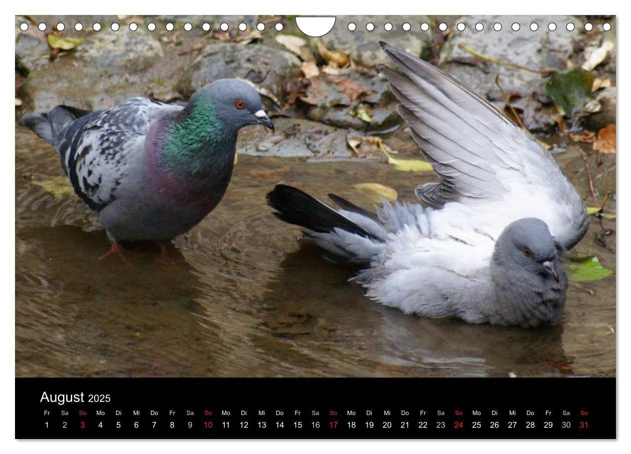 Bild: 9783435816200 | Tauben in der Stadt (Wandkalender 2025 DIN A4 quer), CALVENDO...