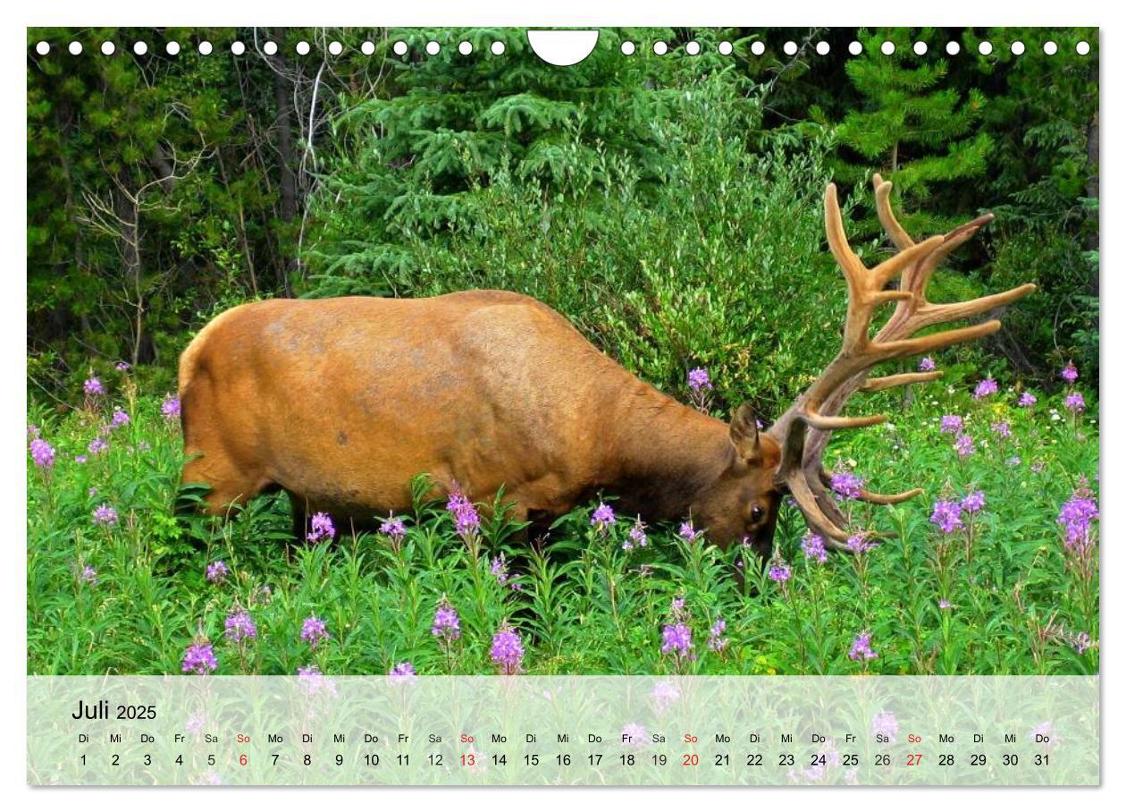 Bild: 9783435516292 | Rotwild. Edle Hirsche, stolze Kühe (Wandkalender 2025 DIN A4 quer),...