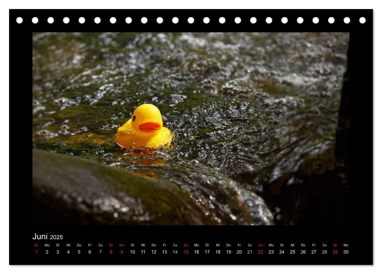 Bild: 9783435691005 | Enten-Rennen (Tischkalender 2025 DIN A5 quer), CALVENDO Monatskalender