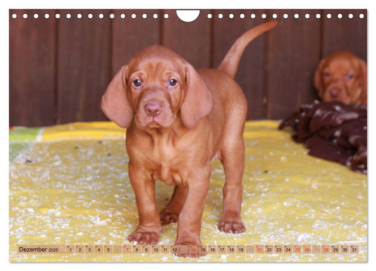 Bild: 9783435794867 | Magyar Vizsla - Vielseitiger Jagdhund mit Familienanschluss...