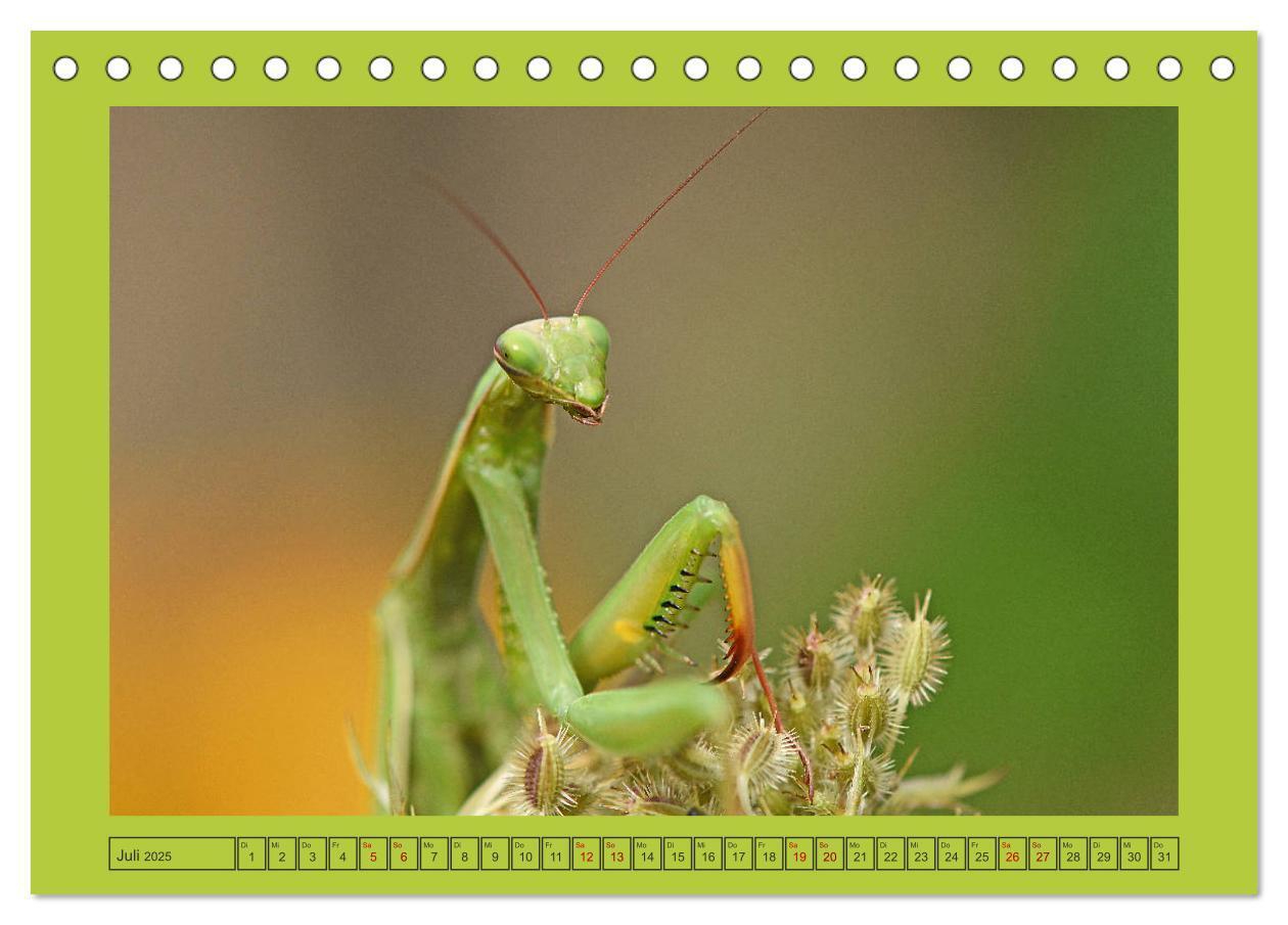 Bild: 9783435149483 | Die Gottesanbeterin Mantis Religiosa (Tischkalender 2025 DIN A5...