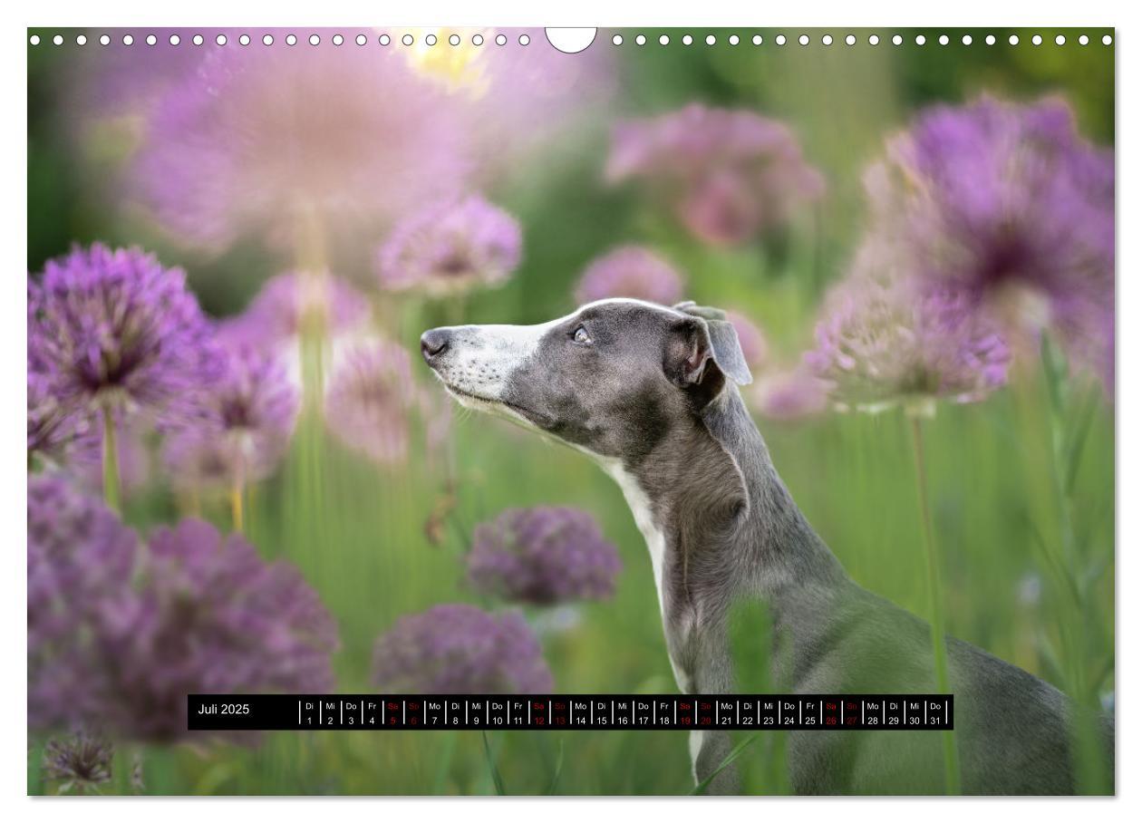 Bild: 9783435040605 | Das erste Whippet-Jahr (Wandkalender 2025 DIN A3 quer), CALVENDO...