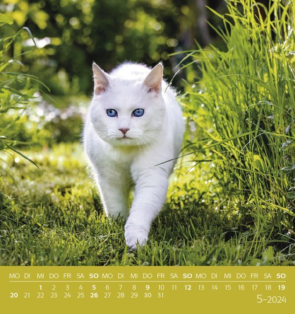 Bild: 9783731869535 | Schmusekatzen 2024 | aufstellbarer Postkartenkalender | Korsch Verlag