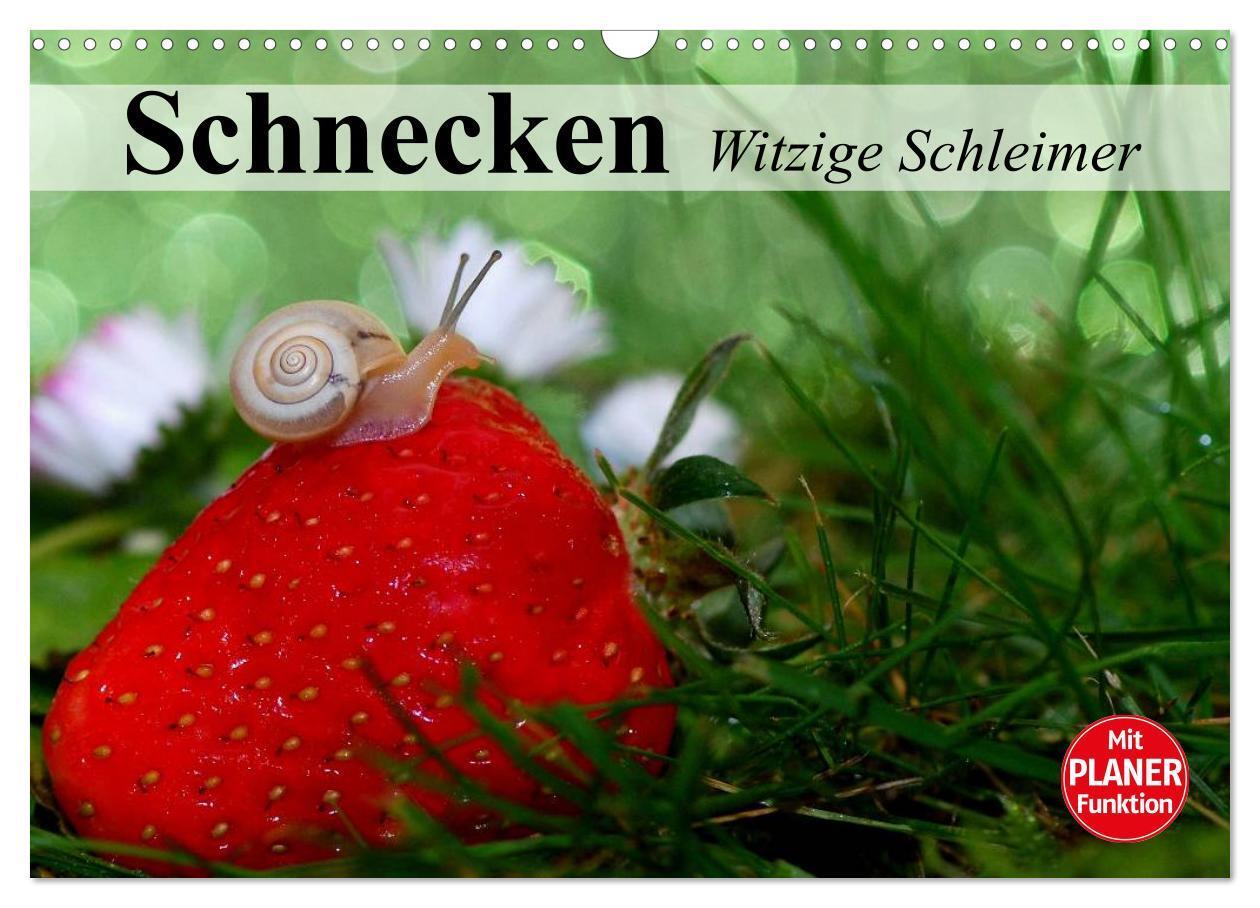 Cover: 9783383313387 | Schnecken. Witzige Schleimer (Wandkalender 2024 DIN A3 quer),...