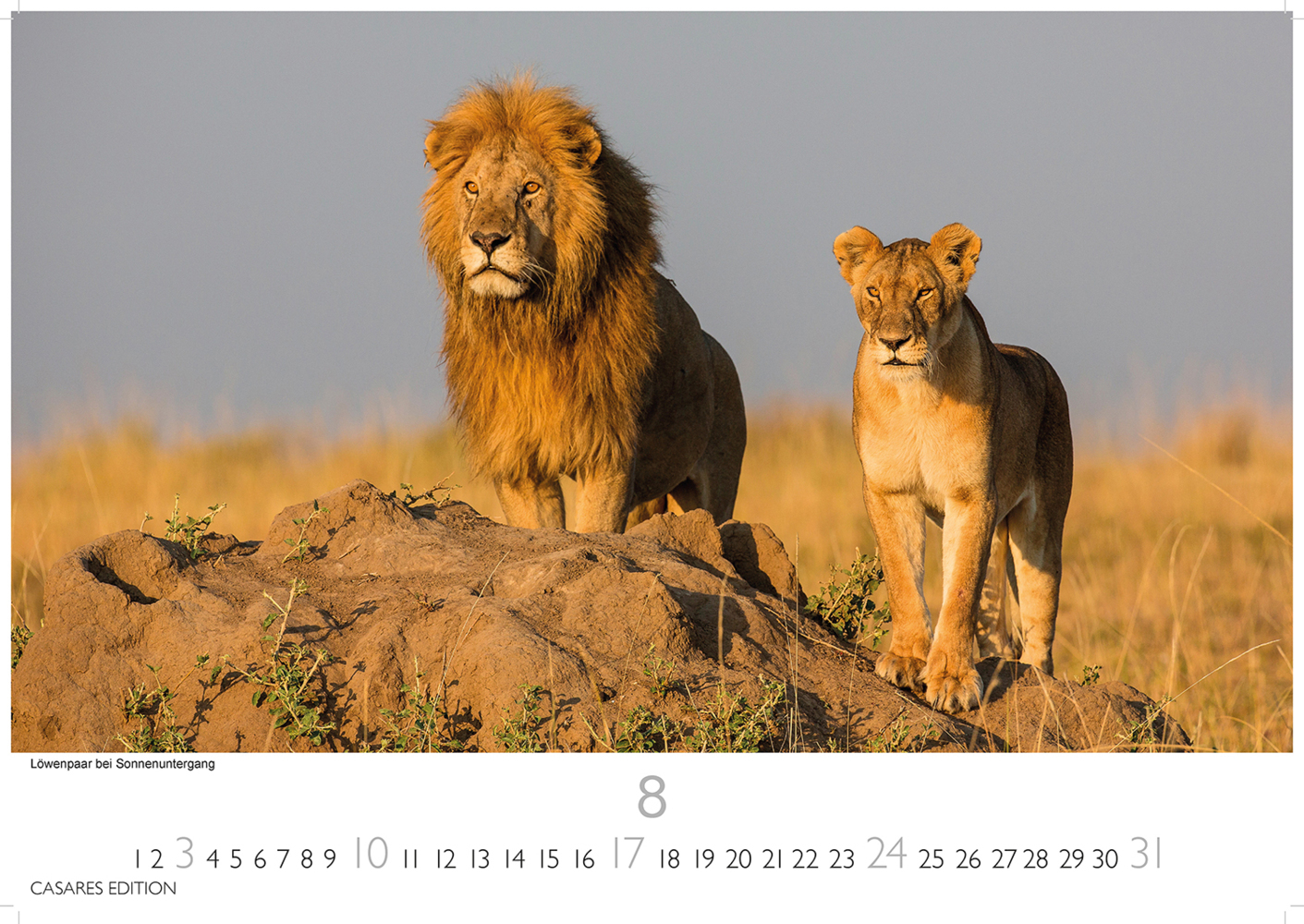 Bild: 9781835240601 | Kenia/Serengeti 2025 L 35x50cm | Kalender | 14 S. | Deutsch | 2025