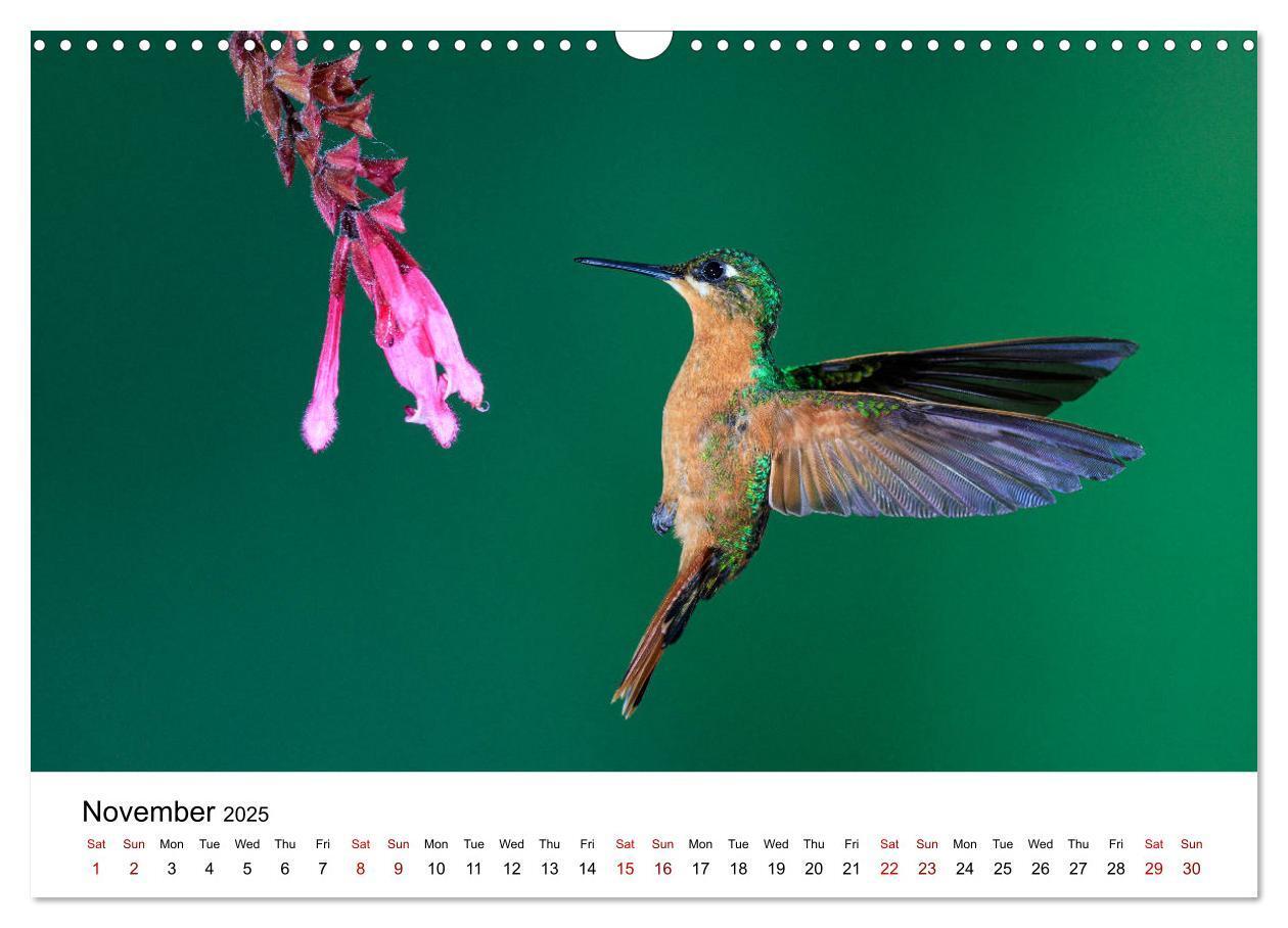 Bild: 9781325938438 | Hummingbirds - Flight artists in the rainforest (Wall Calendar 2025...