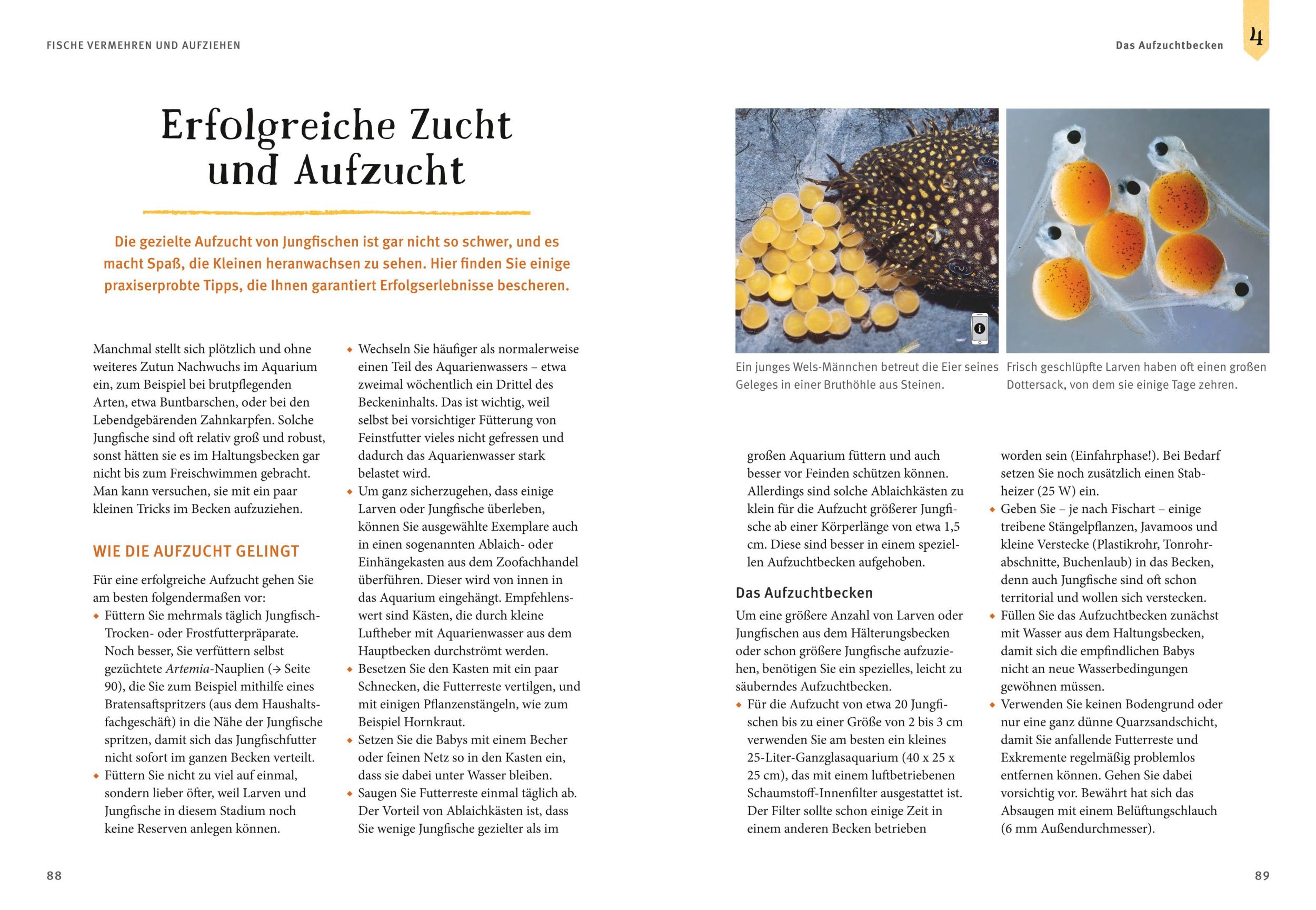 Bild: 9783833848513 | Faszinierendes Aquarium | Ulrich Schliewen | Taschenbuch | 144 S.