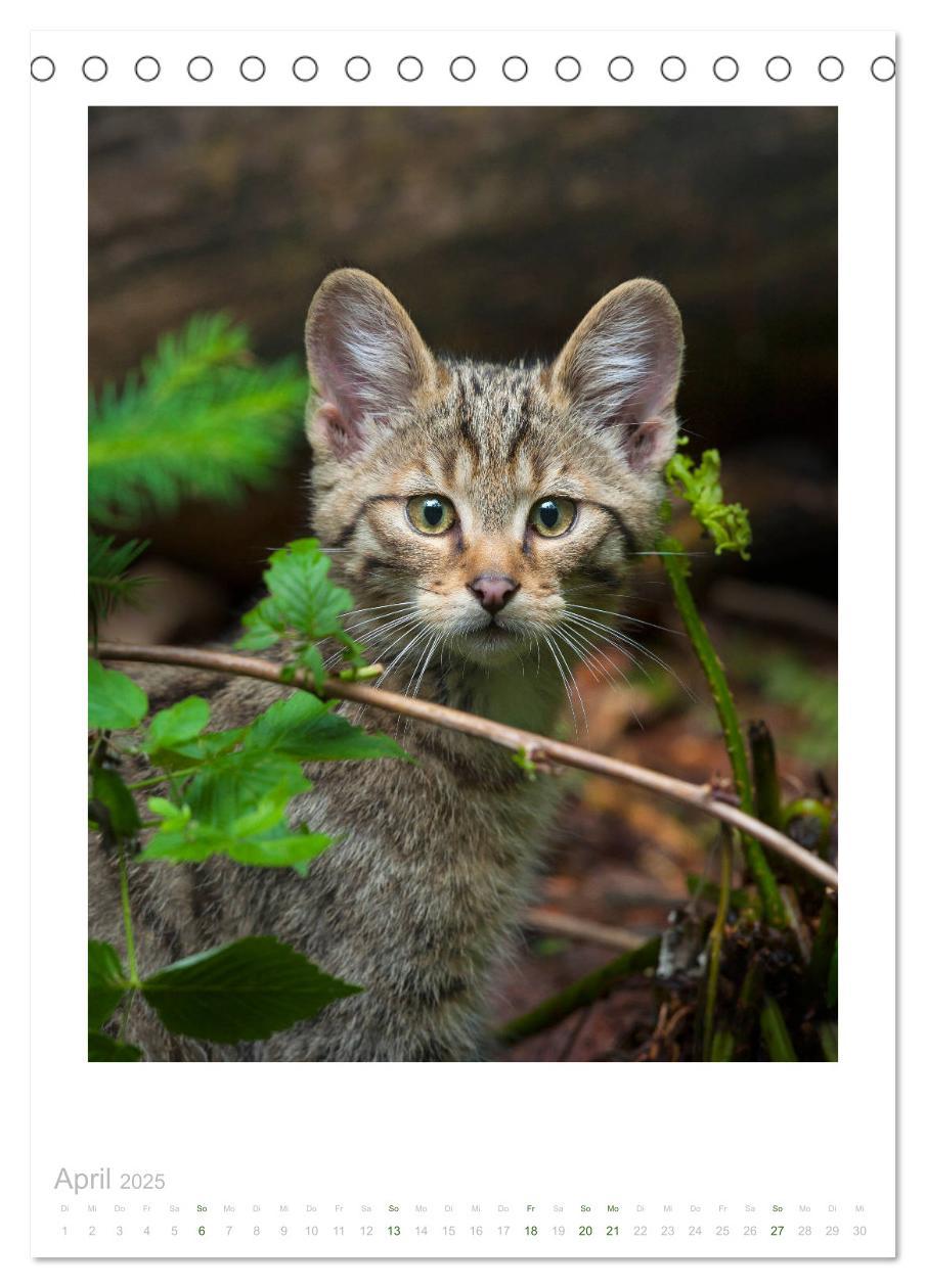 Bild: 9783435953240 | Wildkatzen - Kleine Samtpfoten des Waldes (Tischkalender 2025 DIN...