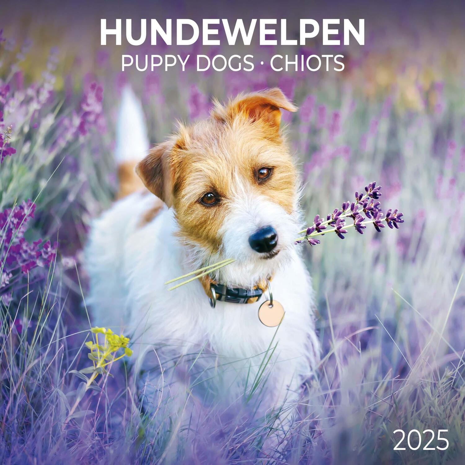 Cover: 9783959294560 | Puppy Dogs/Hundewelpen 2025 | Kalender 2025 | Kalender | 28 S. | 2025