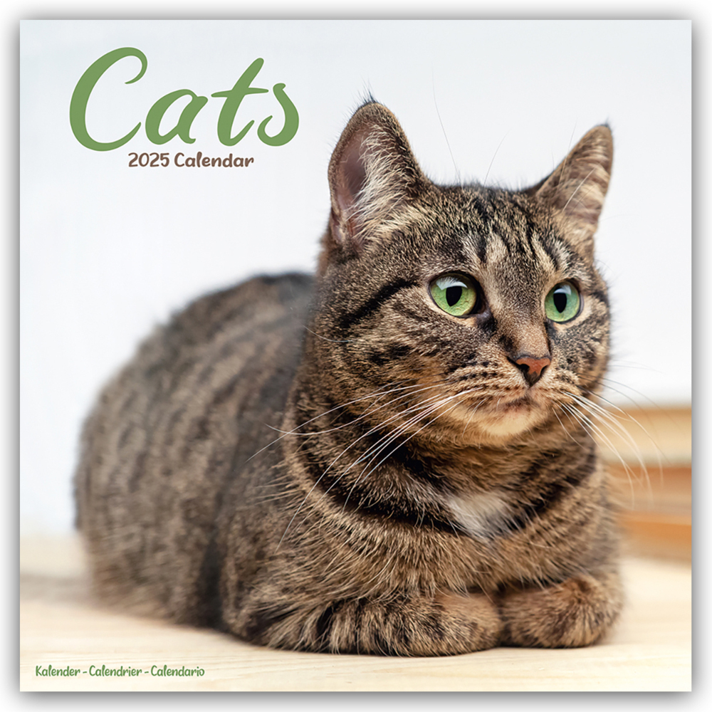 Cover: 9781804604243 | Cats - Katzen 2025 - 16-Monatskalender | Avonside Publishing | 13 S.