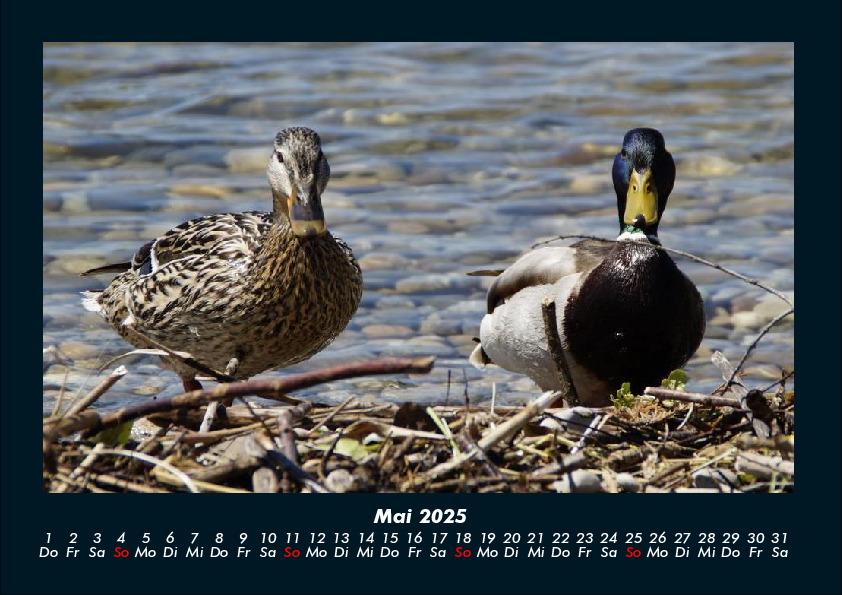 Bild: 9783755989561 | Enten 2025 Fotokalender DIN A4 | Tobias Becker | Kalender | Kalender