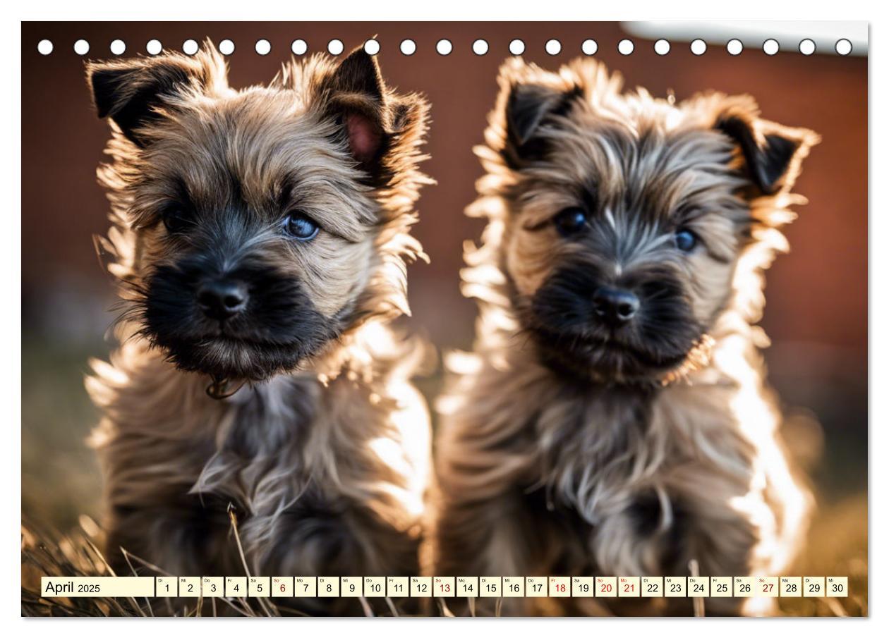 Bild: 9783435420742 | Cairn Terrier - lustiges Raubein aus Schottland (Tischkalender 2025...