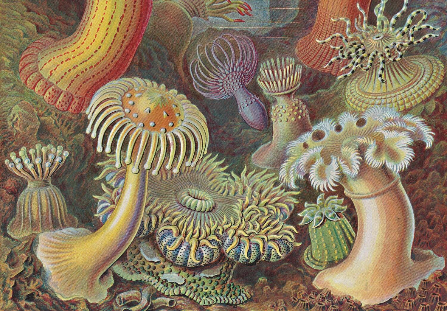 Bild: 9783836584265 | Ernst Haeckel. Kunst und Wissenschaft. 40th Ed. | Julia Voss (u. a.)