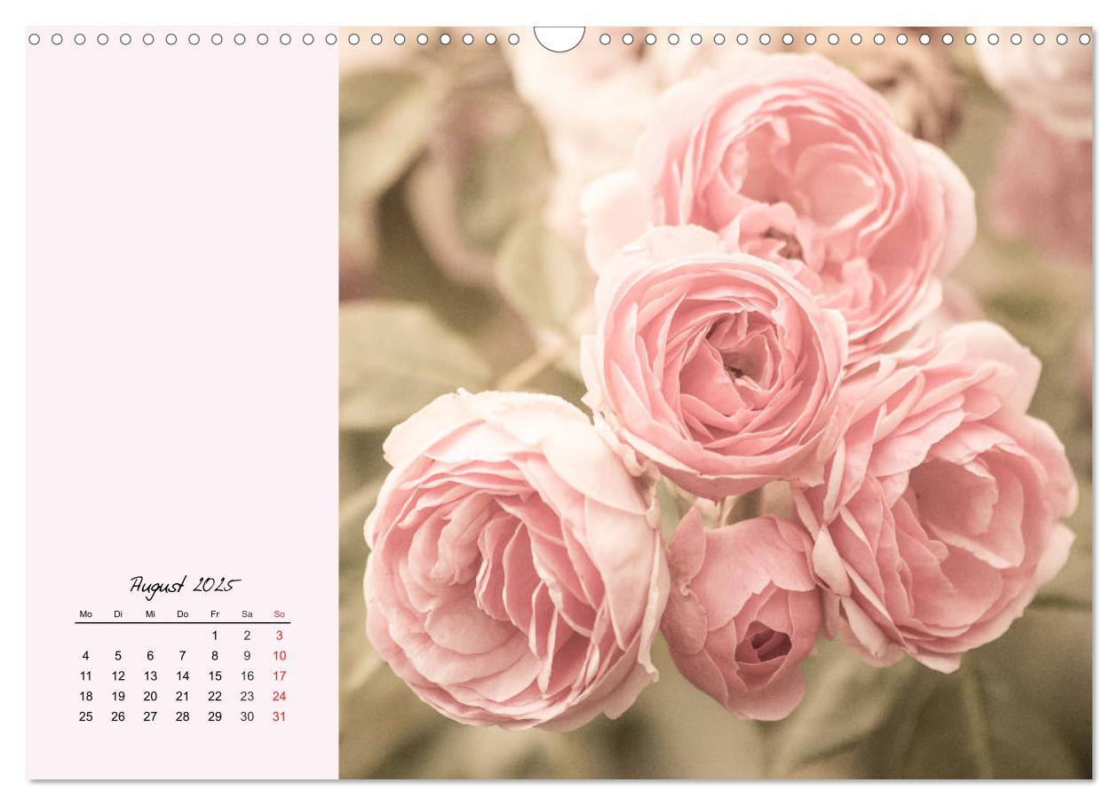 Bild: 9783435198566 | Rosen. Charmante und edle Königinnen (Wandkalender 2025 DIN A3...