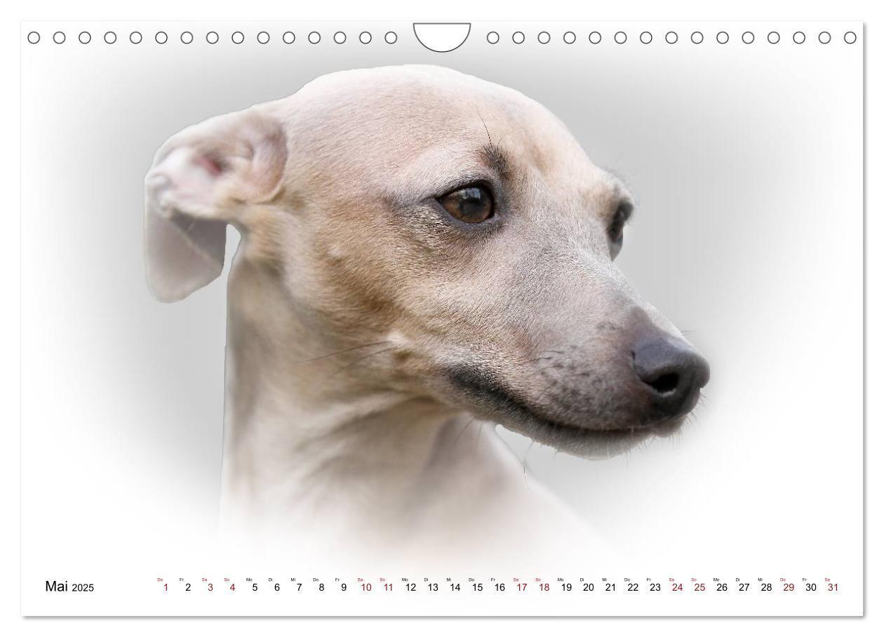 Bild: 9783383824333 | Windhund Portrait 2025 White Edition (Wandkalender 2025 DIN A4...