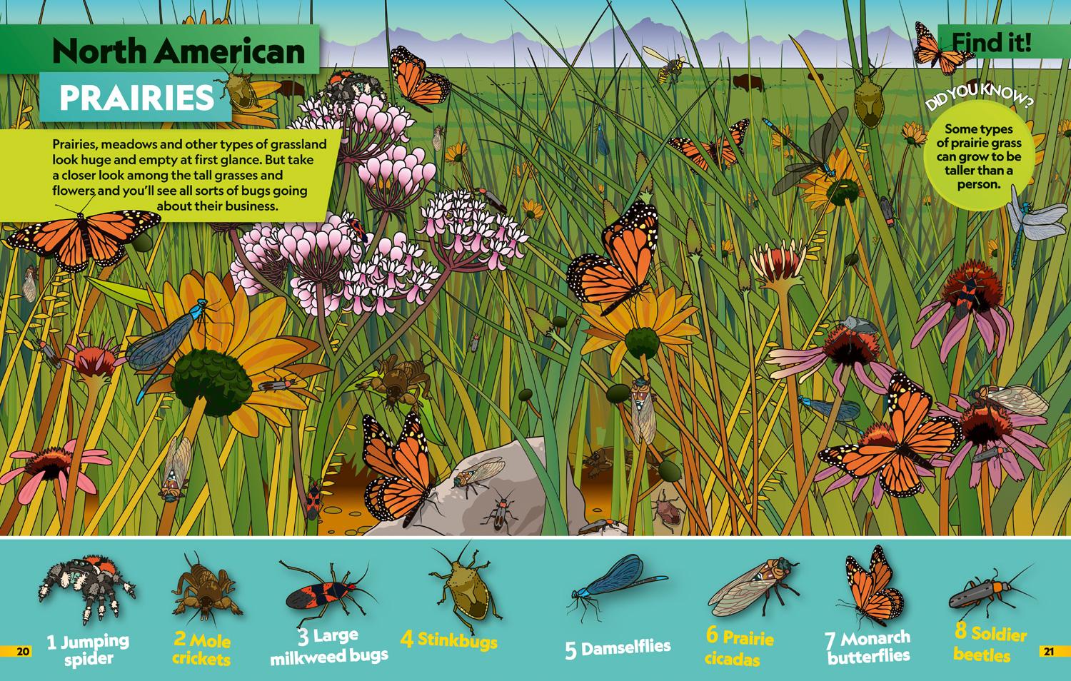 Bild: 9780008554378 | Insects Find it! Explore it! | National Geographic Kids | Taschenbuch