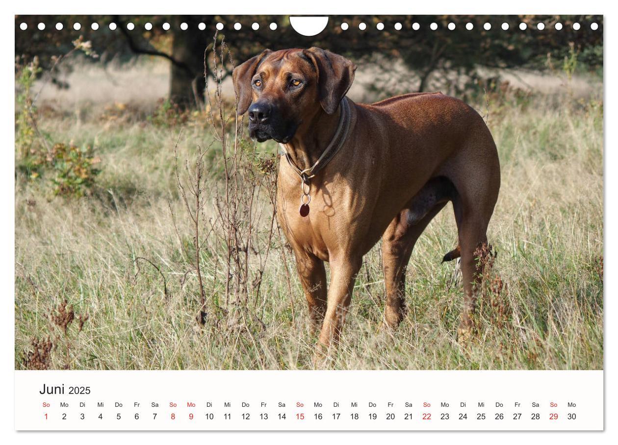 Bild: 9783435482894 | Rhodesian Ridgeback Schönheit aus Afrika (Wandkalender 2025 DIN A4...