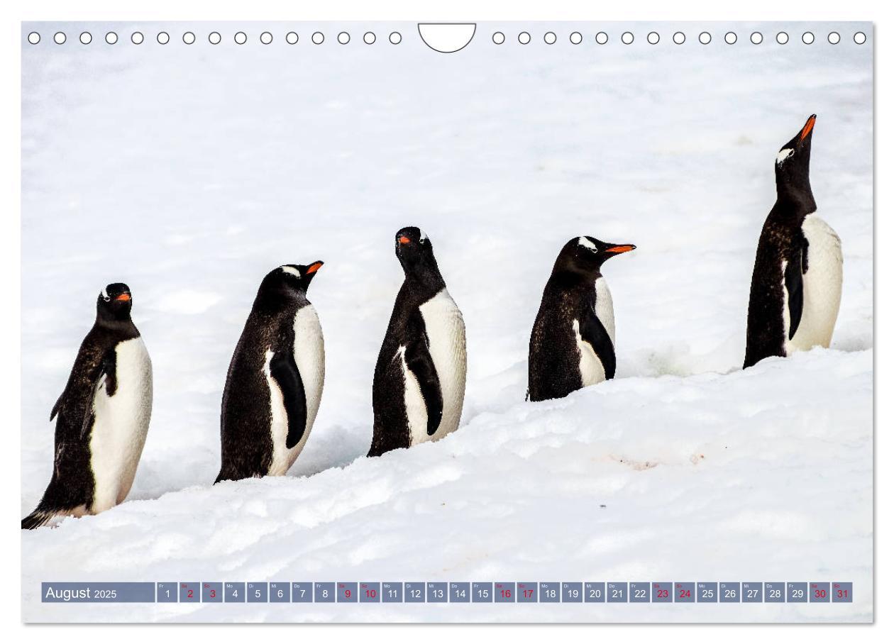 Bild: 9783435258147 | Antarktis Gletscher, Robben, Pinguine (Wandkalender 2025 DIN A4...