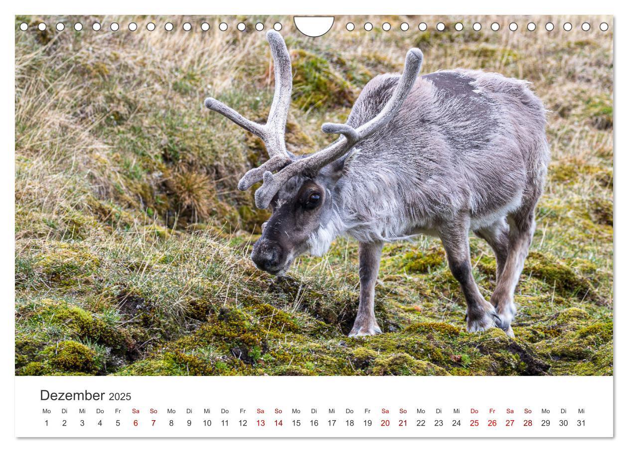 Bild: 9783457228692 | Spitzbergen - Eis, Eisbären und mehr (Wandkalender 2025 DIN A4...