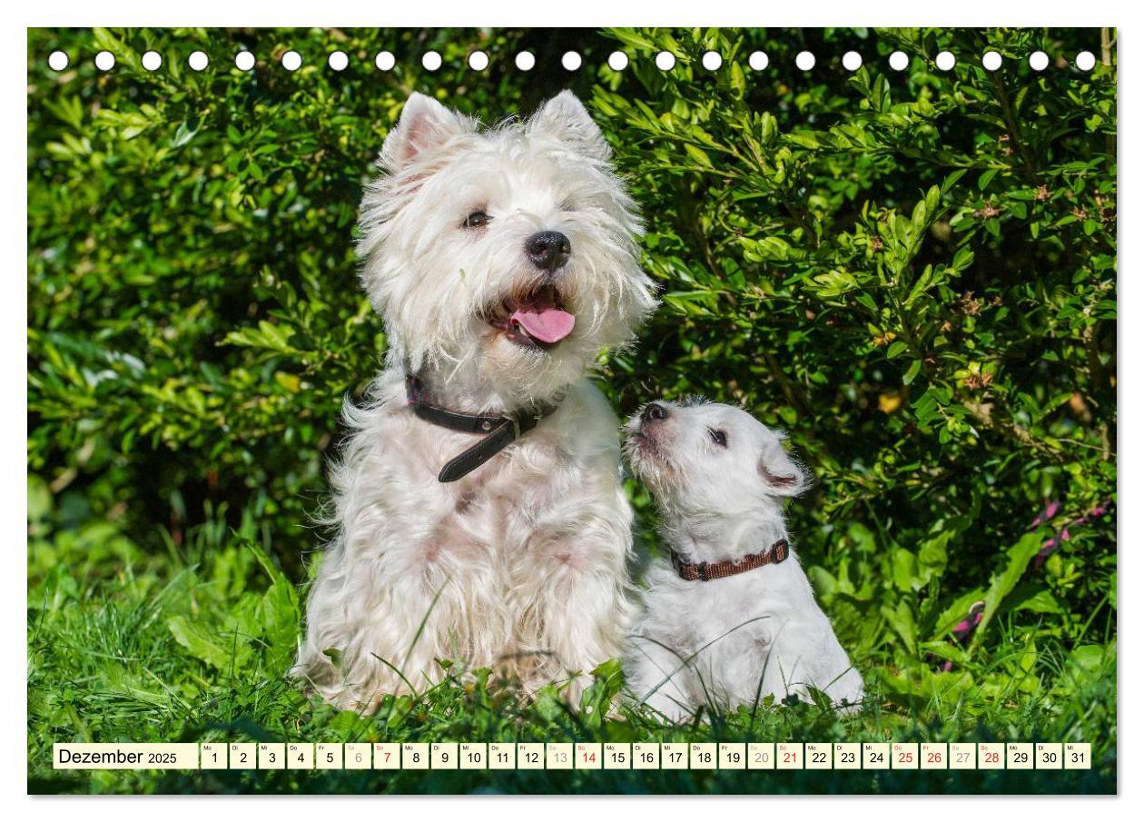 Bild: 9783435461714 | Kobold auf 4 Pfoten - West Highland White Terrier (Tischkalender...