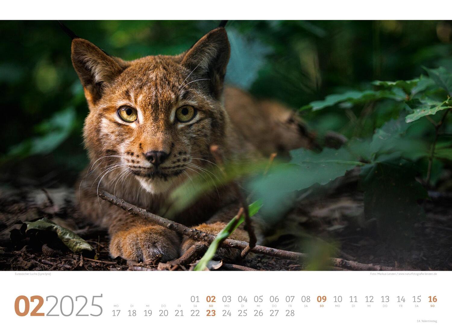 Bild: 9783838425825 | Tierwelt Wald Kalender 2025 | Ackermann Kunstverlag | Kalender | 14 S.