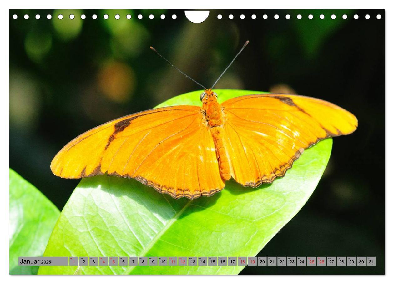 Bild: 9783435812813 | Butterfly's - Schmetterlinge für Zuhause (Wandkalender 2025 DIN A4...