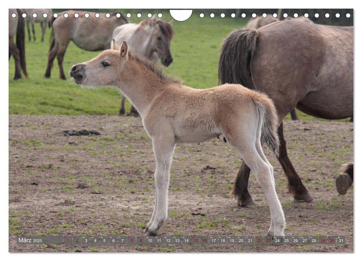 Bild: 9783435412136 | Dülmener Wildpferde - Wildpferde im Meerfelder Bruch (Wandkalender...