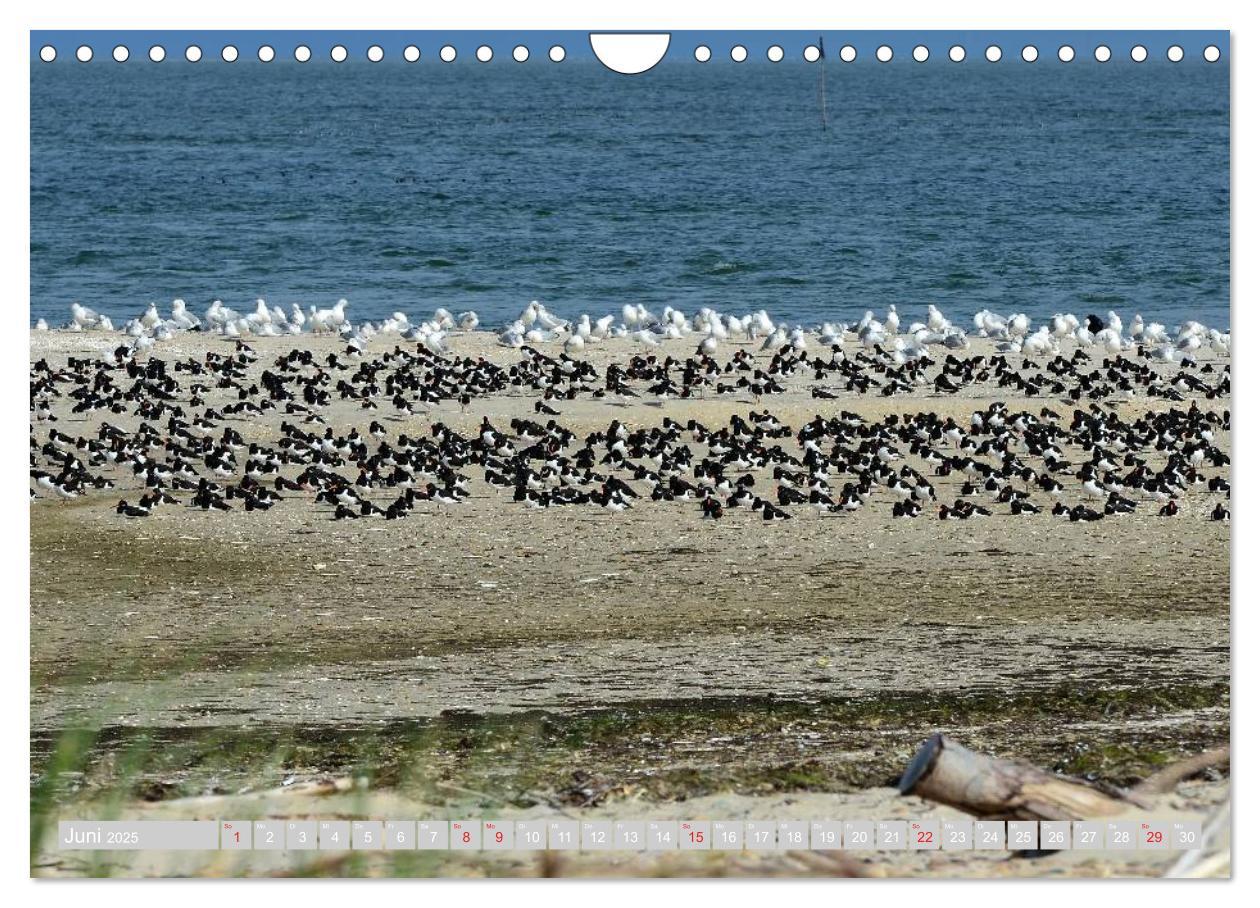 Bild: 9783435715633 | Amrum, die Perle in der Nordsee (Wandkalender 2025 DIN A4 quer),...