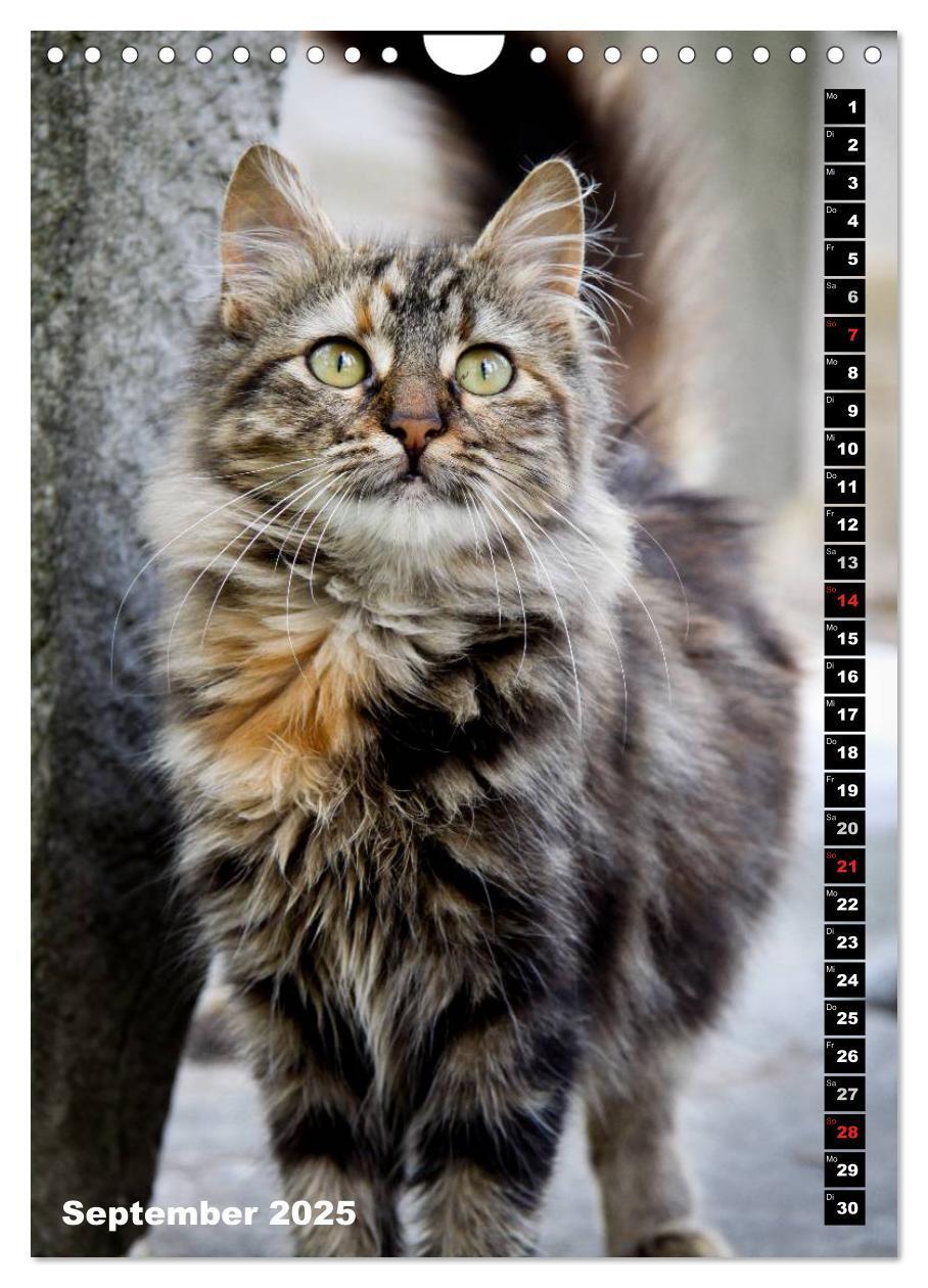 Bild: 9783457087084 | Istanbuls Katzen (Wandkalender 2025 DIN A4 hoch), CALVENDO...