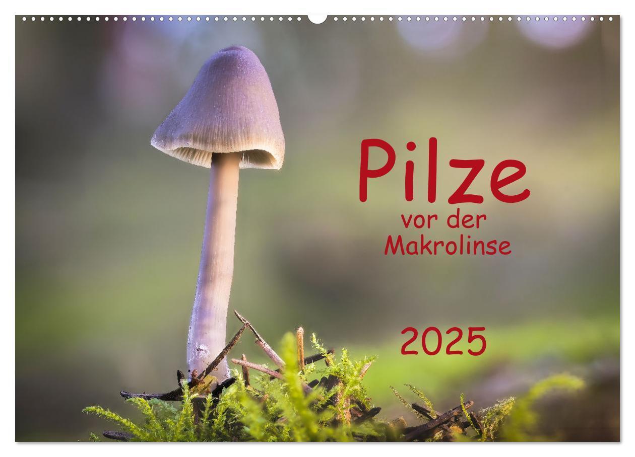 Cover: 9783383918247 | Pilze vor der Makrolinse 2025 (Wandkalender 2025 DIN A2 quer),...