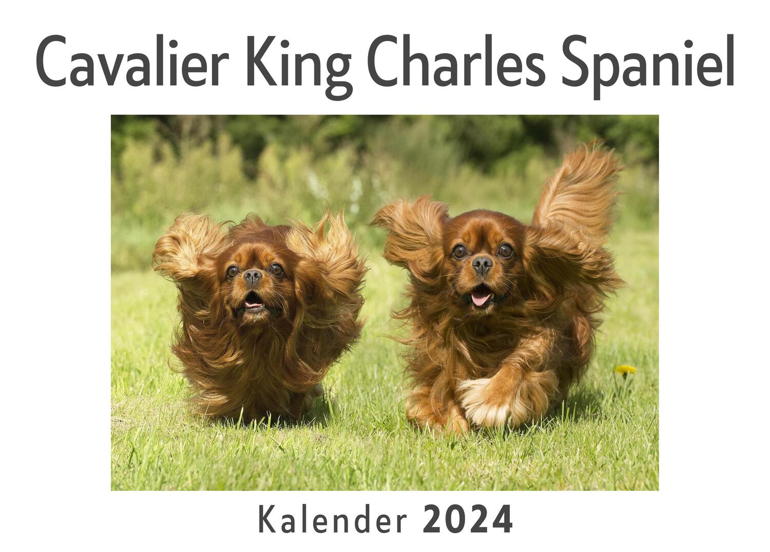 Cover: 9783750557536 | Cavalier King Charles Spaniel (Wandkalender 2024, Kalender DIN A4...