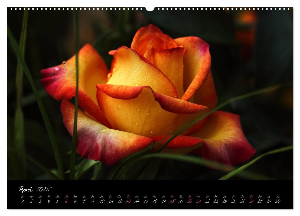 Bild: 9783435658688 | Rosen Romanze - Visuelle Musik (Wandkalender 2025 DIN A2 quer),...