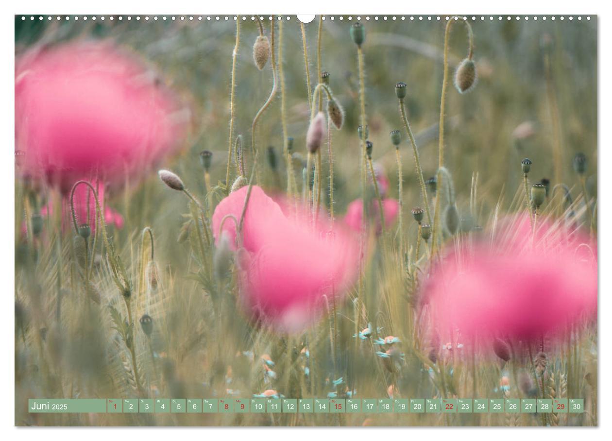 Bild: 9783435287420 | Mohnblumen - Fotografie mit Magie (Wandkalender 2025 DIN A2 quer),...