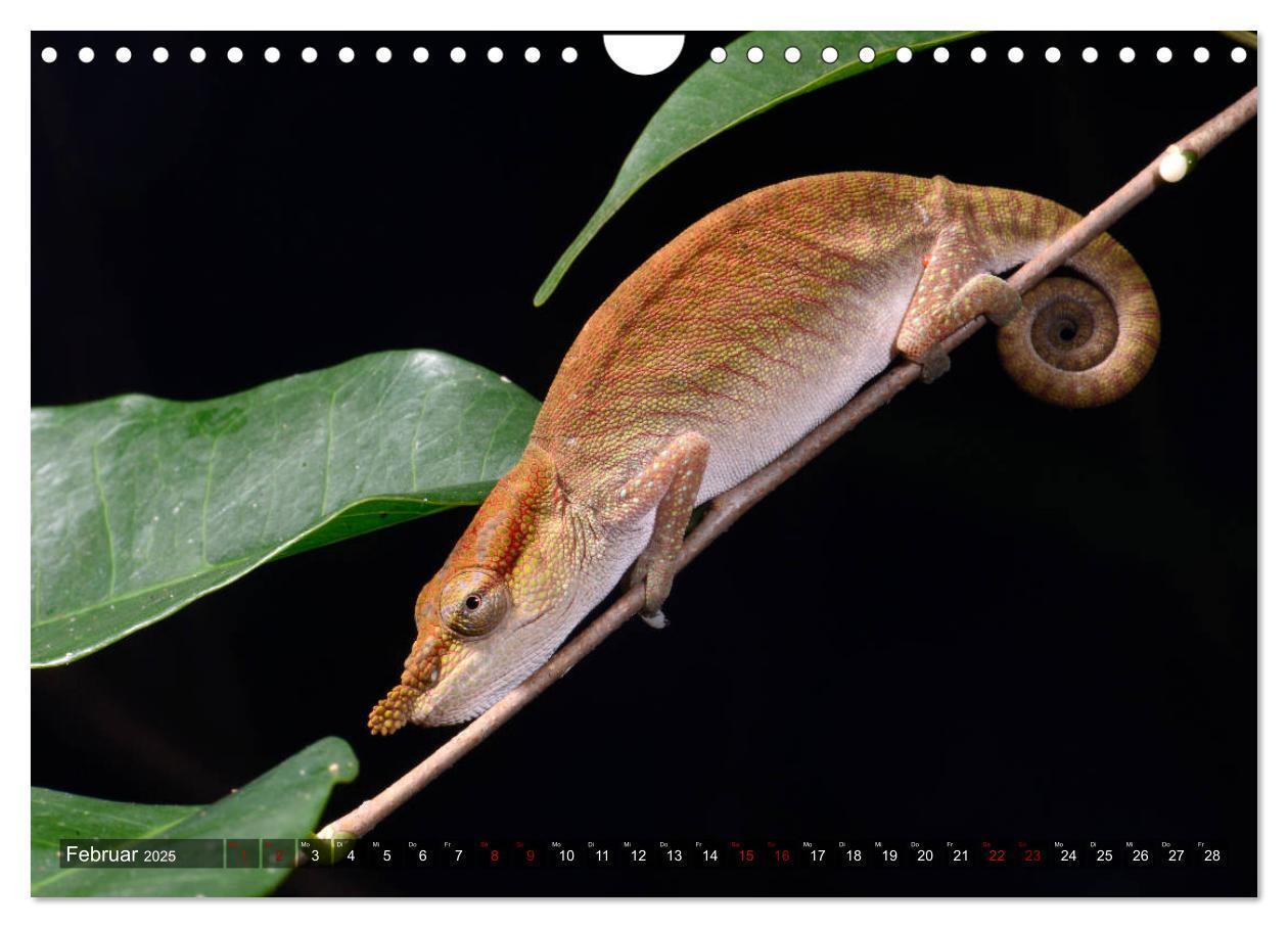 Bild: 9783435280896 | Reptilien auf Madagaskar (Wandkalender 2025 DIN A4 quer), CALVENDO...