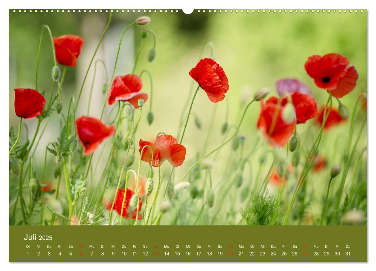 Bild: 9783435121885 | Mohnblumen Romantik (Wandkalender 2025 DIN A2 quer), CALVENDO...